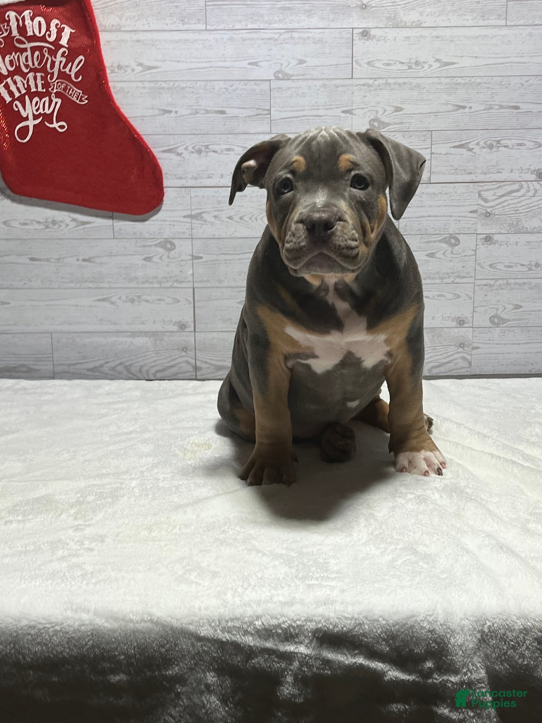 American Bully dogs for sale: Elsa - Ad 1