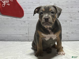 American Bully dogs Elsa - Ad 2