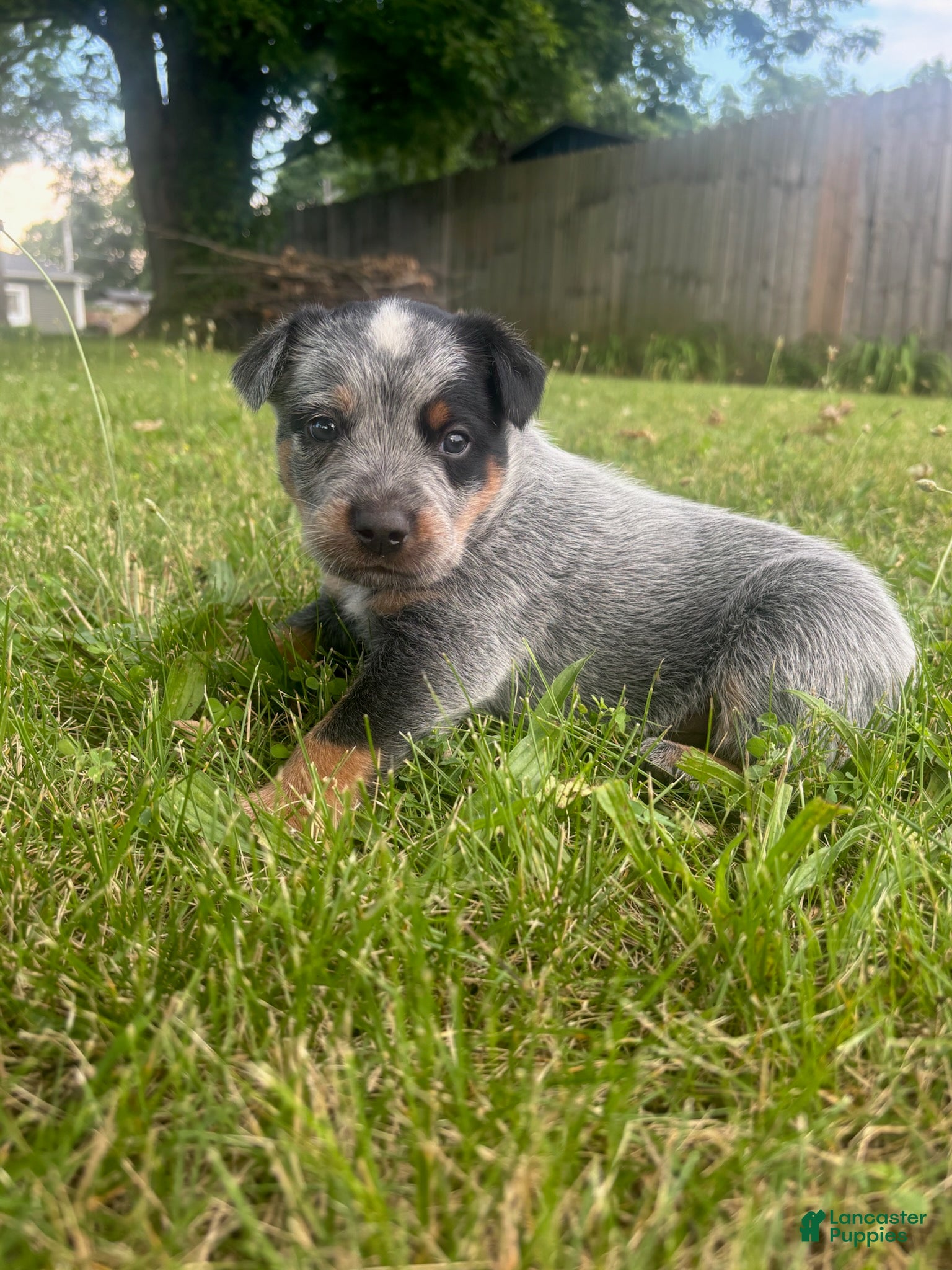 Australian Cattle Dog dogs Buck - Ad 1