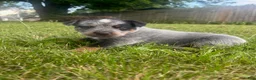 Australian Cattle Dog dogs for sale: Buck - Ad 1