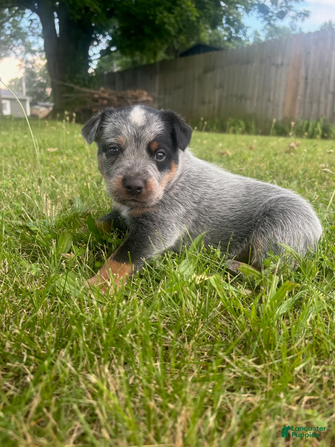 Australian Cattle Dog dogs for sale: Buck - Ad 1