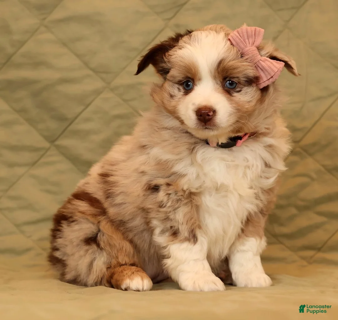 Miniature Australian Shepherd dogs for sale: Callie - Ad 5
