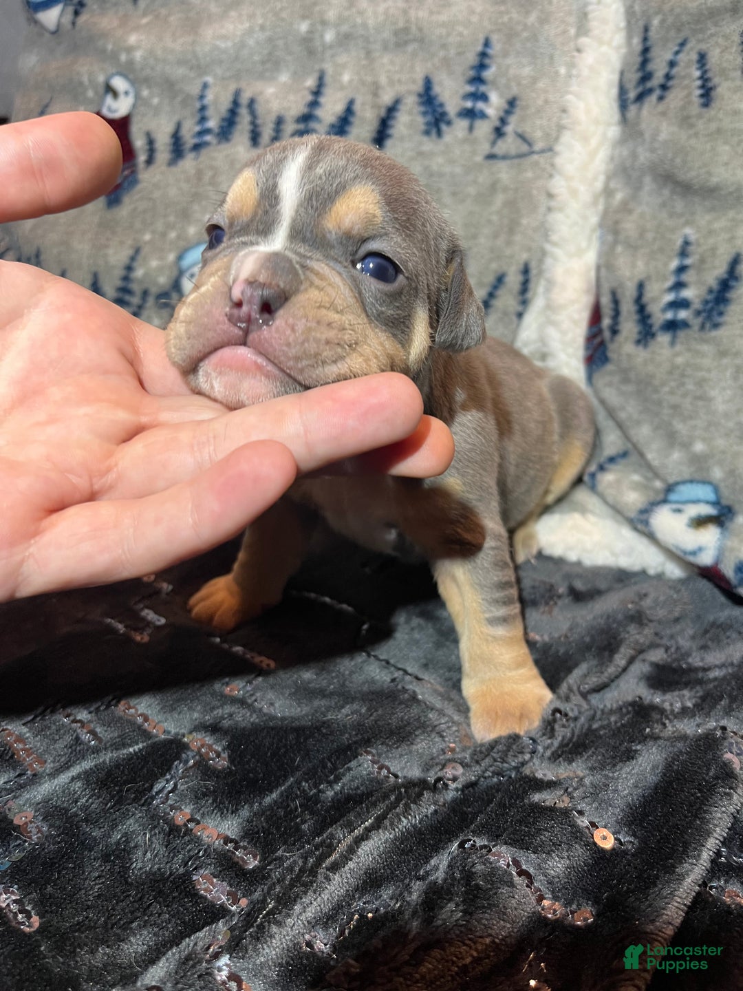 Olde English Bulldogge dogs for sale: Grizz - Ad 3