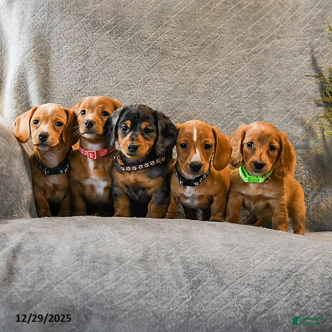 Miniature Dachshund dogs for sale: Sasha - Ad 5