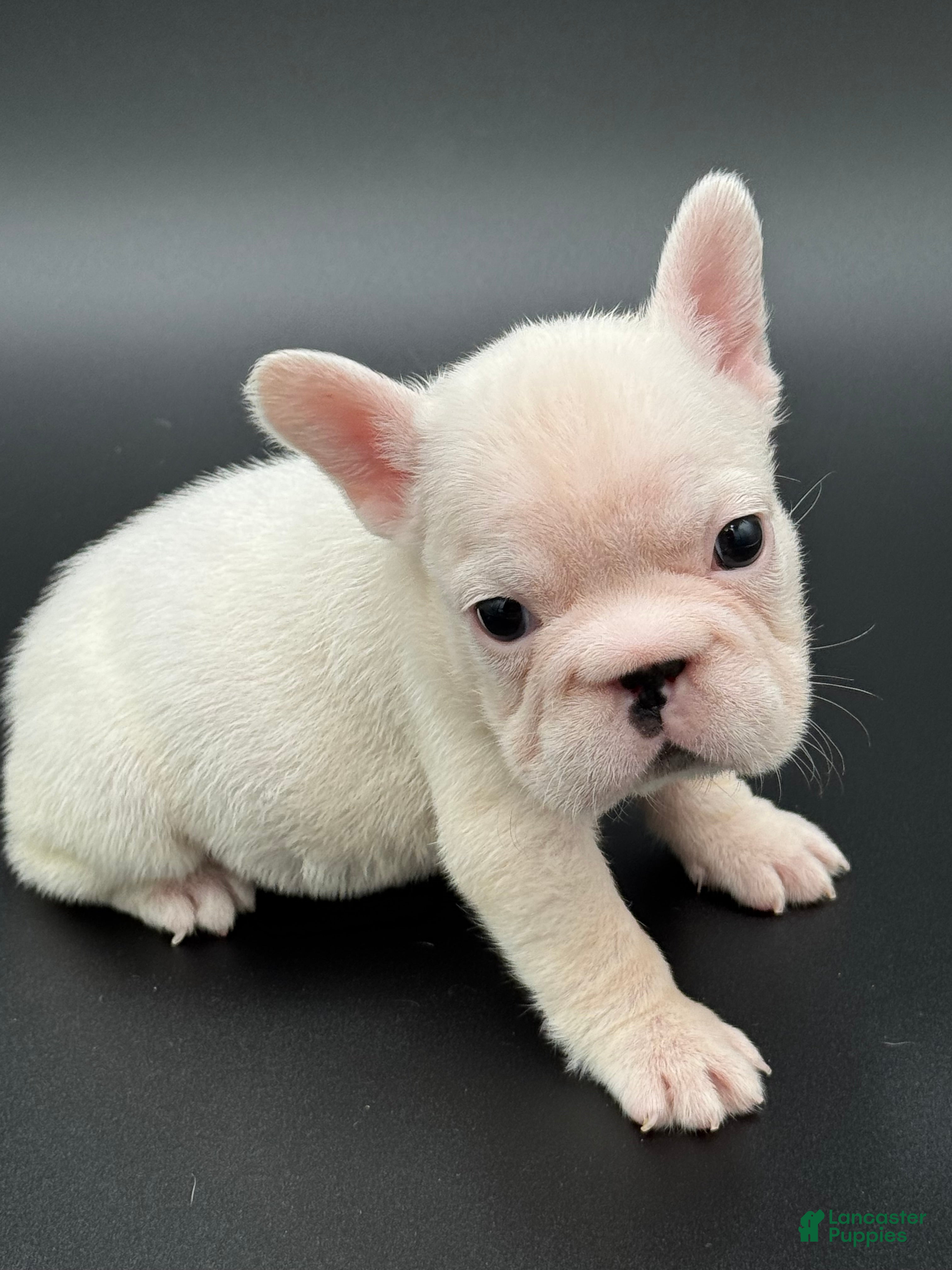 French Bulldog dogs French Bulldog Puppy 3 - Ad 26