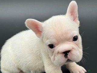 French Bulldog dogs French Bulldog Puppy 3 - Ad 16