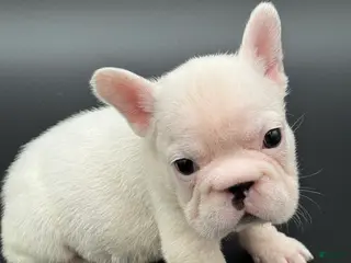 French Bulldog dogs French Bulldog Puppy 3 - Ad 28