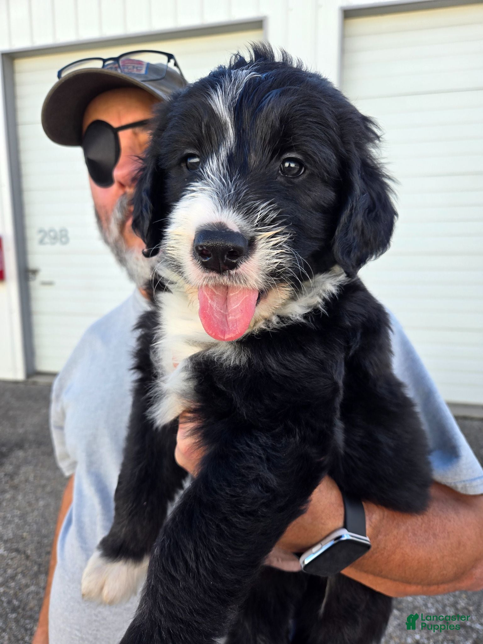 Mixed Breed dogs Scout - Ad 26