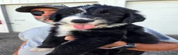 Mixed Breed dogs for sale: Scout - Ad 1