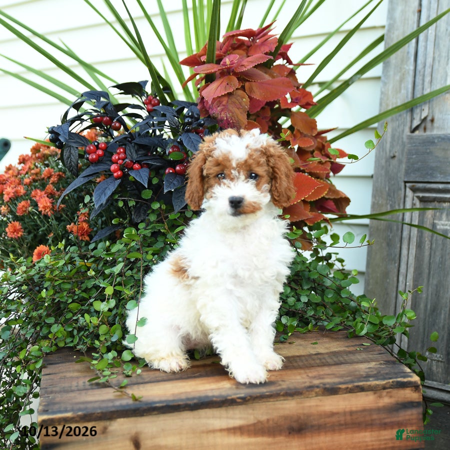 Goldendoodle dogs Genevive - Ad 1
