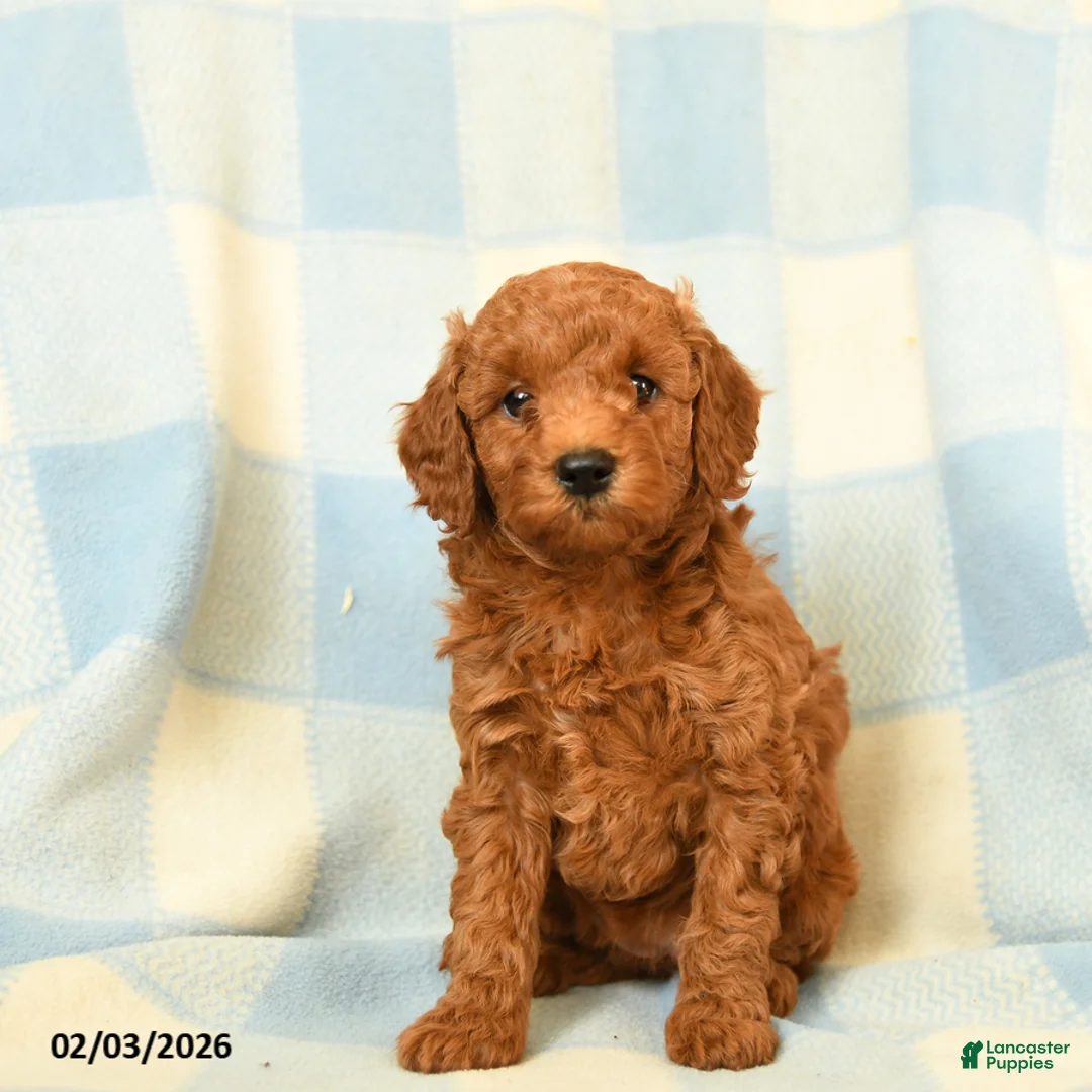 Miniature Poodle dogs for sale: Kylie - Ad 1