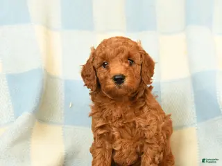 Miniature Poodle dogs Kylie - Ad 8