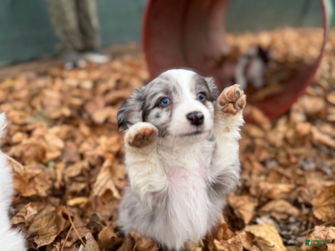 Mixed Breed dogs for sale: Jasper - Ad 5