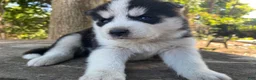 Mixed Breed dogs for sale: Blue - Ad 4