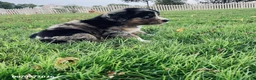Mixed Breed dogs for sale: Balto - Ad 2
