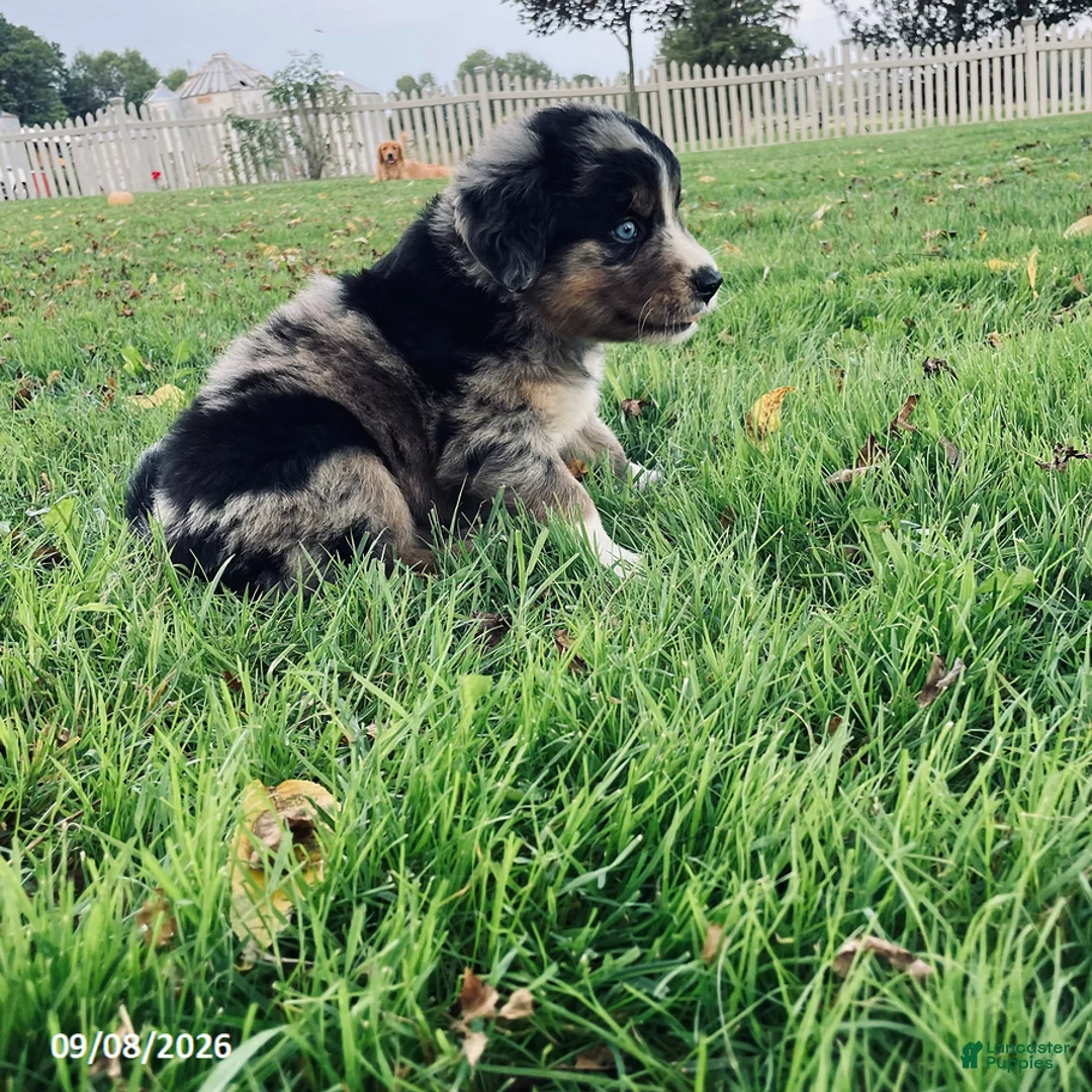 Mixed Breed dogs for sale: Balto - Ad 2