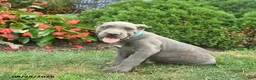 Cane Corso dogs for sale: Leo  - Ad 3
