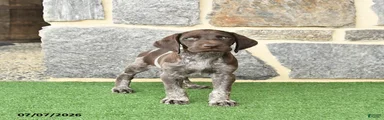 Remi 