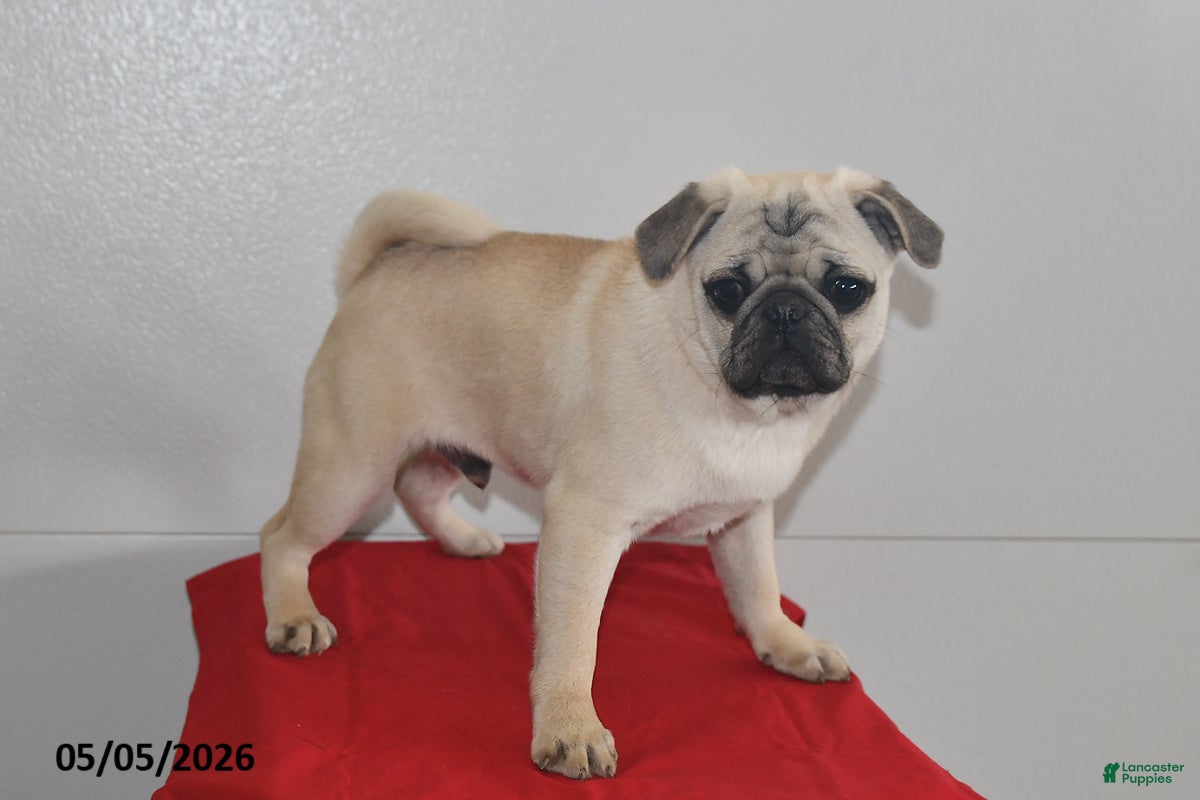 Pug dogs Donald - Ad 2