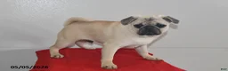 Pug dogs for sale: Donald - Ad 2