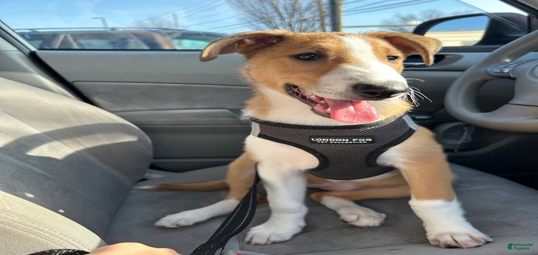 Gallery Image {{count}}