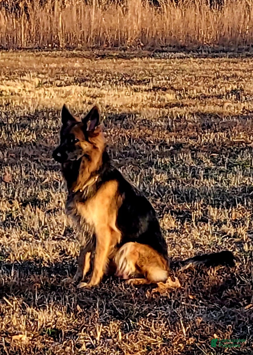 German Shepherd dogs German Shepherd Puppy 3 - Ad 2