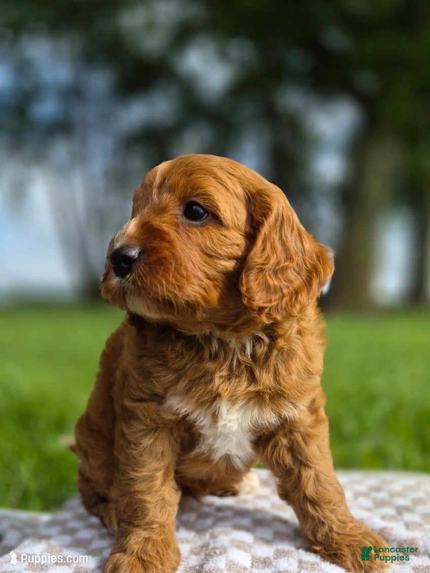 Cavapoo dogs Balto - Ad 1