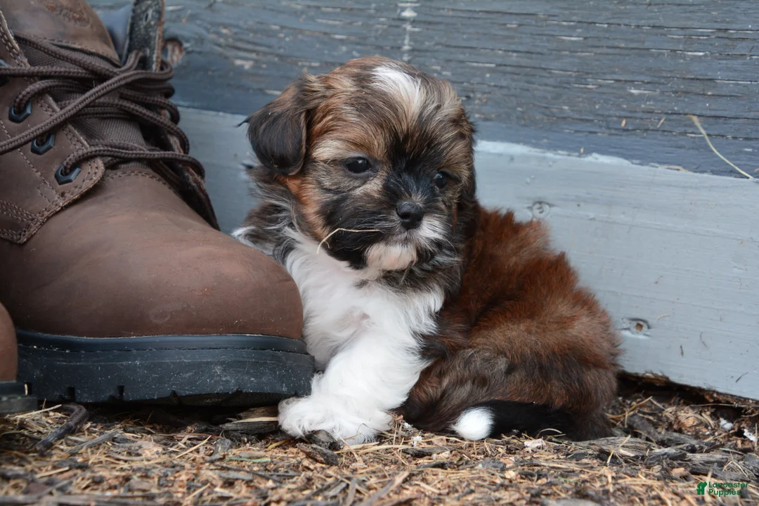Shihpoo dogs for sale: Patches - Ad 2