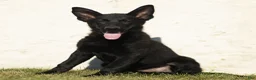 German Shepherd dogs for sale: Ferris German Shepherd  - Ad 3