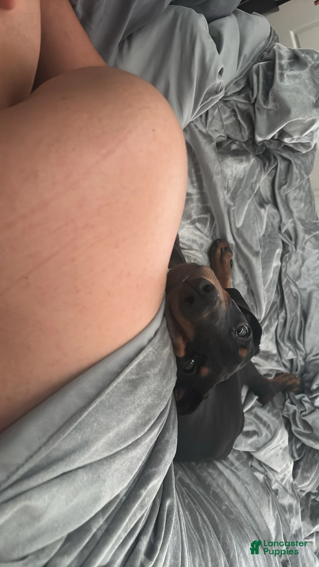 Doberman Pinscher dogs for sale: Doberman Pinscher 4 - Ad 7