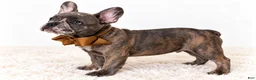 French Bulldog dogs for sale: Diesel-AKC - Ad 2
