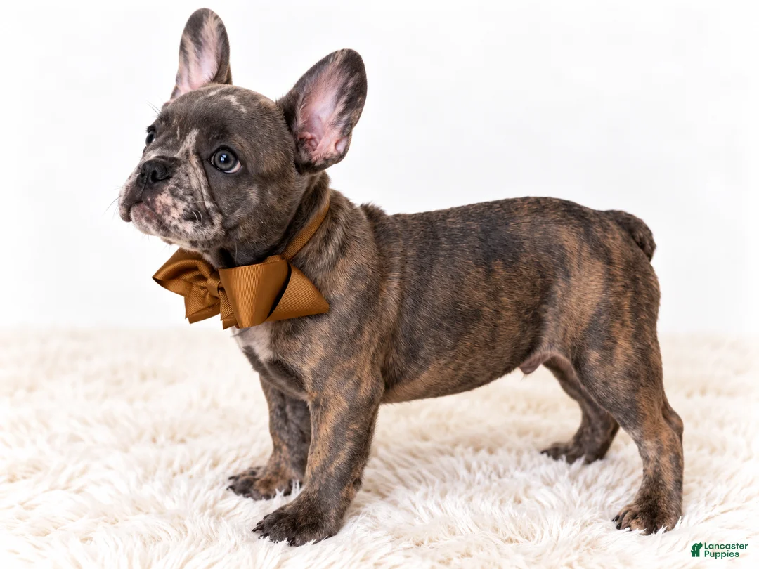 French Bulldog dogs for sale: Diesel-AKC - Ad 2