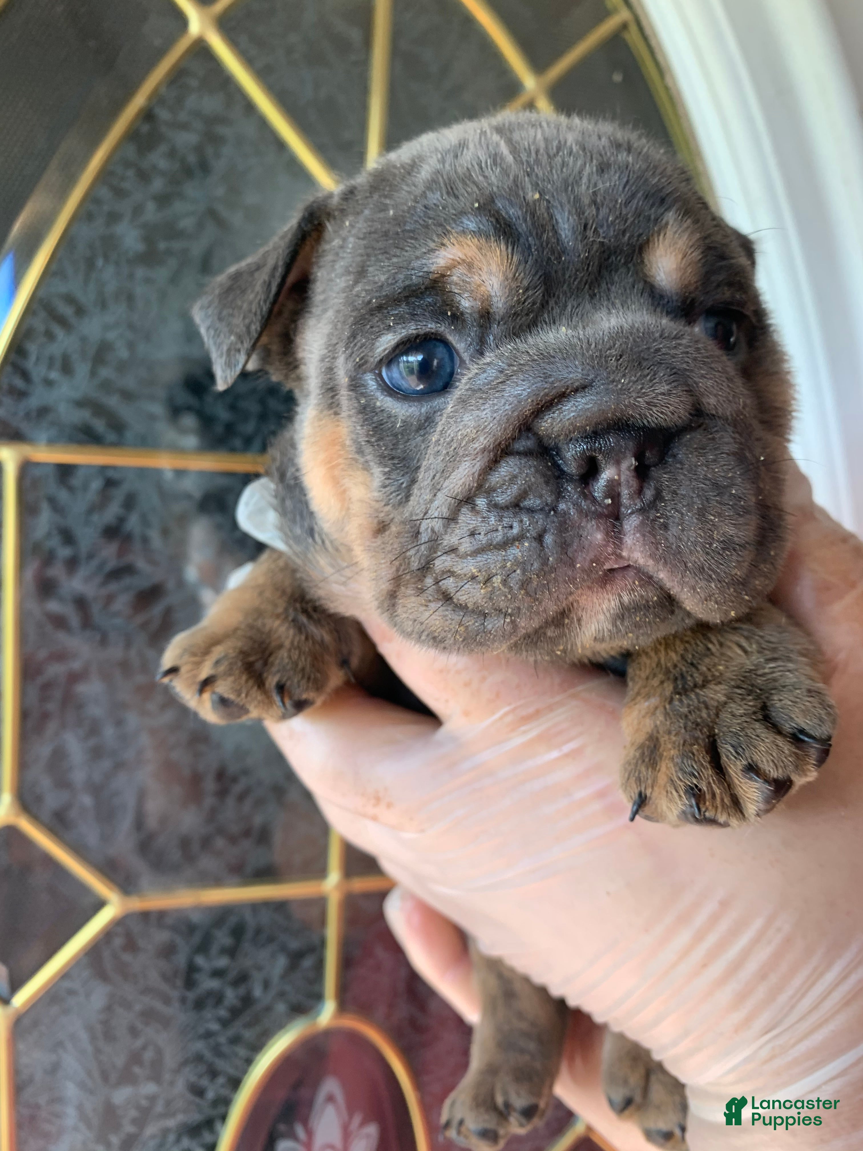 English Bulldog dogs English Bulldog 3 - Ad 22