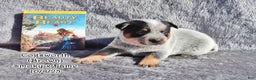 Australian Cattle Dog dogs for sale: Cogsworth - Ad 2