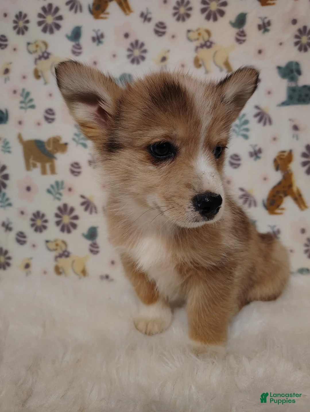 Mixed Breed dogs for sale: Sawyer - Ad 1