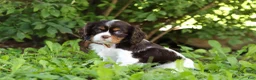 Cavalier King Charles Spaniel dogs for sale: Dexter - Ad 6
