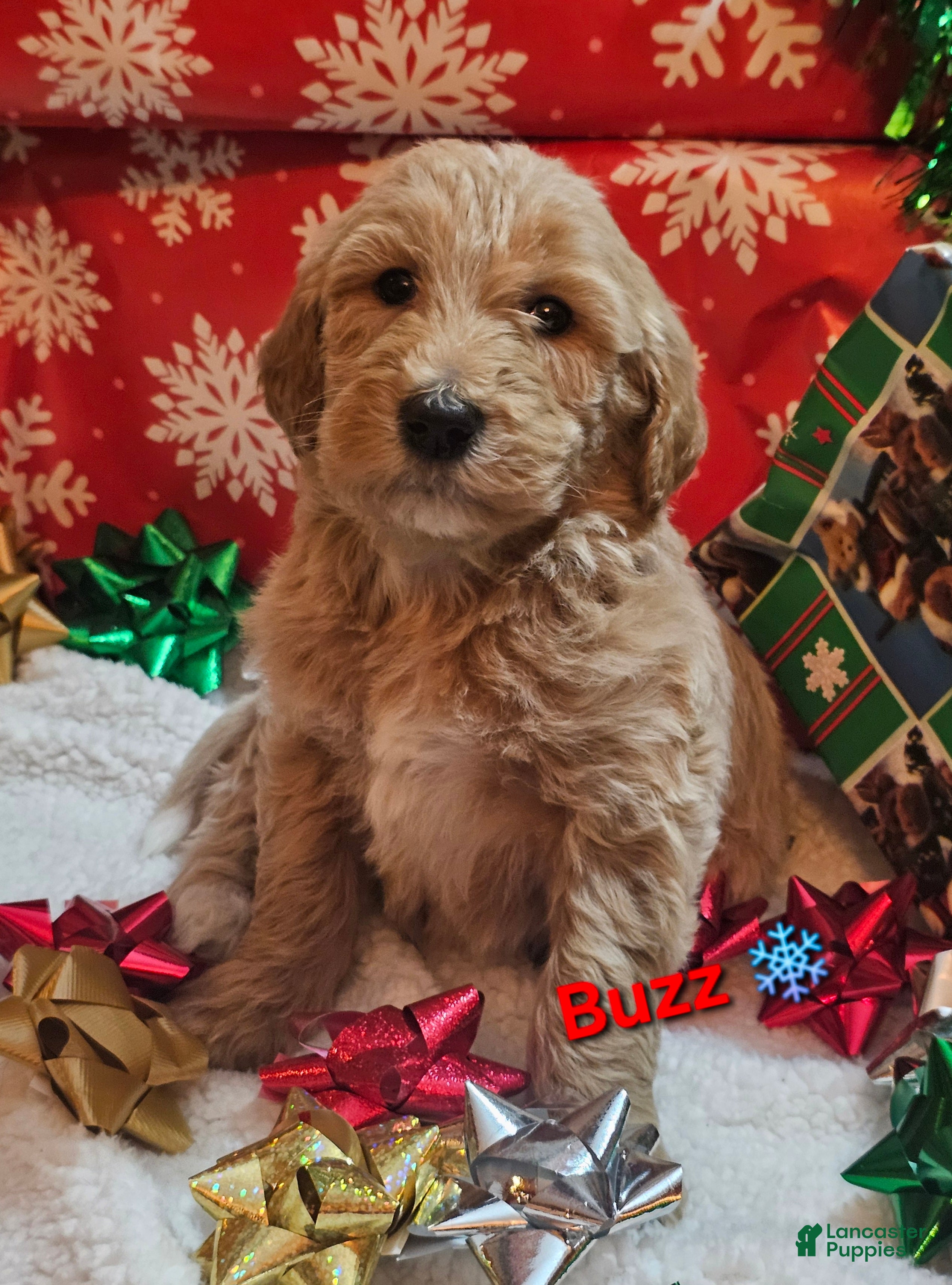 Goldendoodle dogs Buzz  - Ad 16