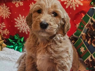 Goldendoodle dogs Buzz - Ad 40