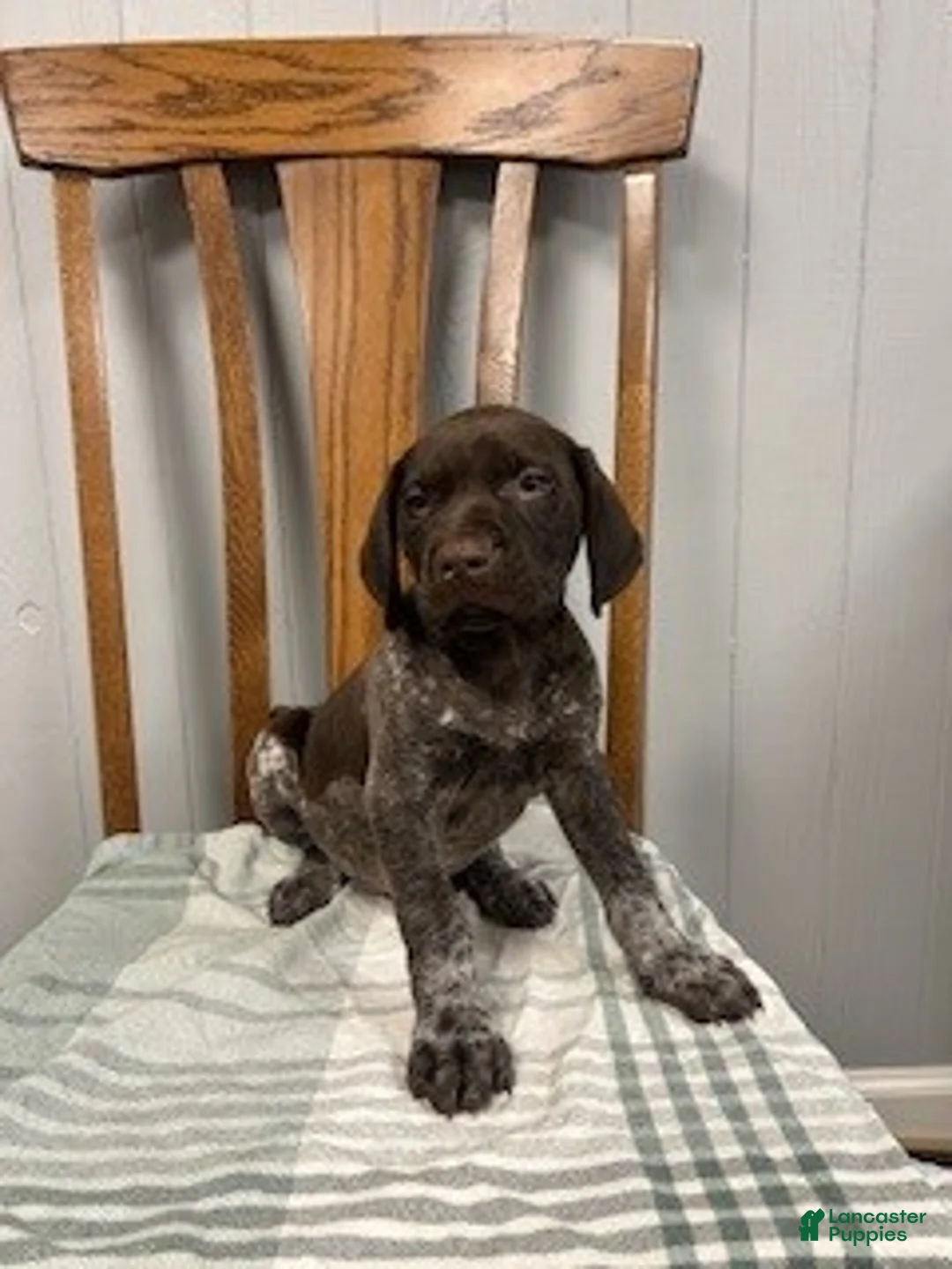 German Shorthaired Pointer dogs for sale: Bear - Ad 1