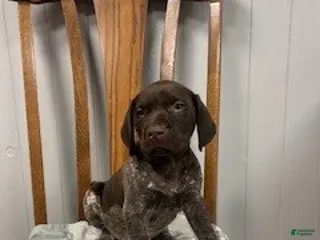 German Shorthaired Pointer dogs for sale: Bear - Ad 3