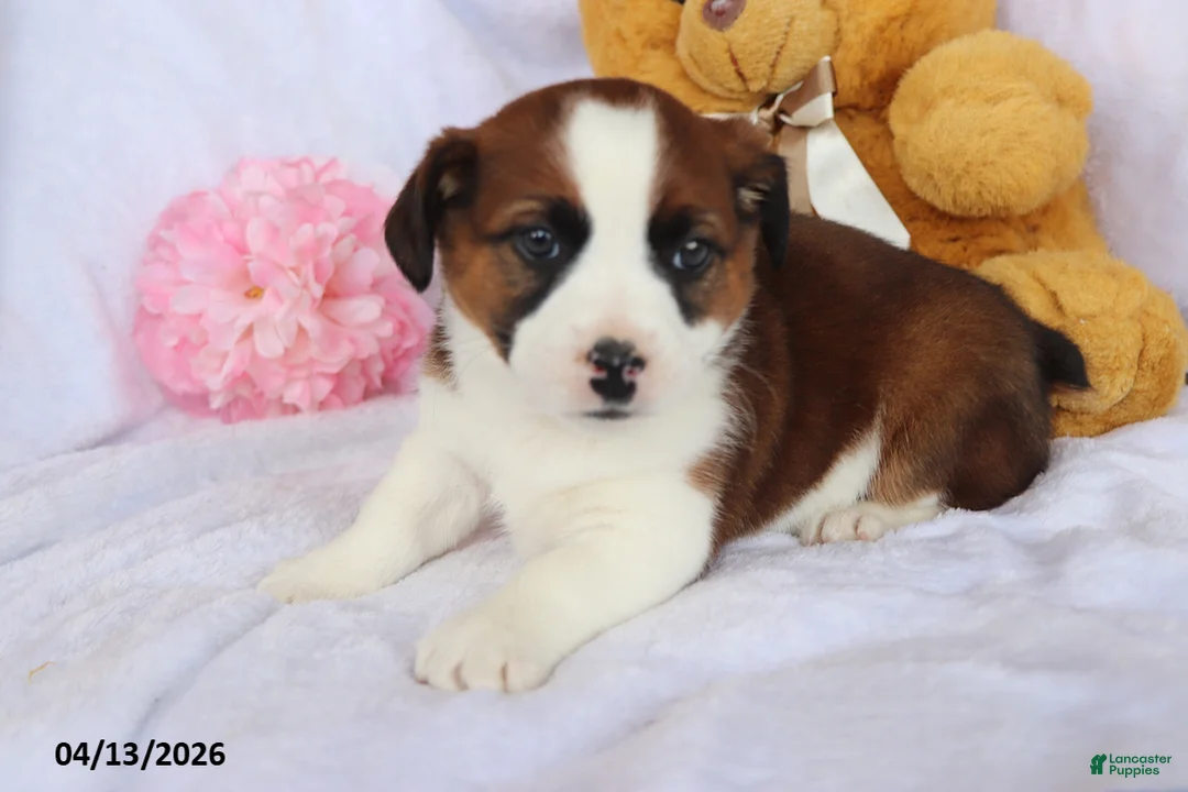 Mixed Breed dogs for sale: Tammy - Ad 2