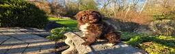 Portuguese Water Dog dogs for sale: Flash - Ad 14