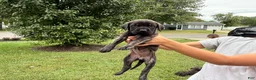 English Mastiff dogs for sale: Mishka (minnie) - Ad 4
