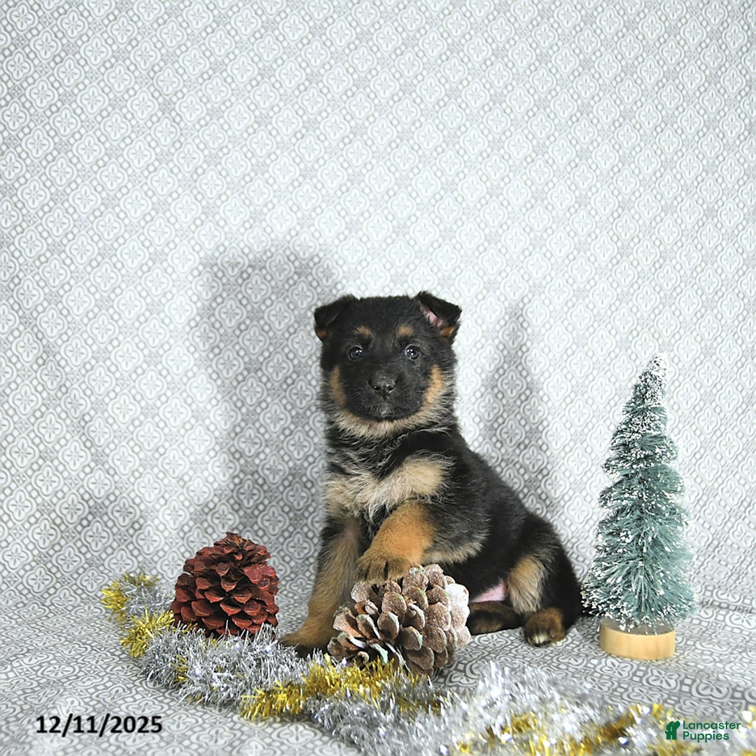 German Shepherd dogs for sale: Rizzo - Ad 2