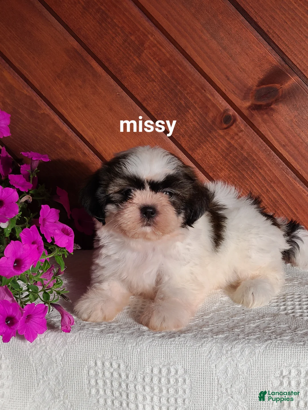 Shih Tzu dogs for sale: Missy  - Ad 1