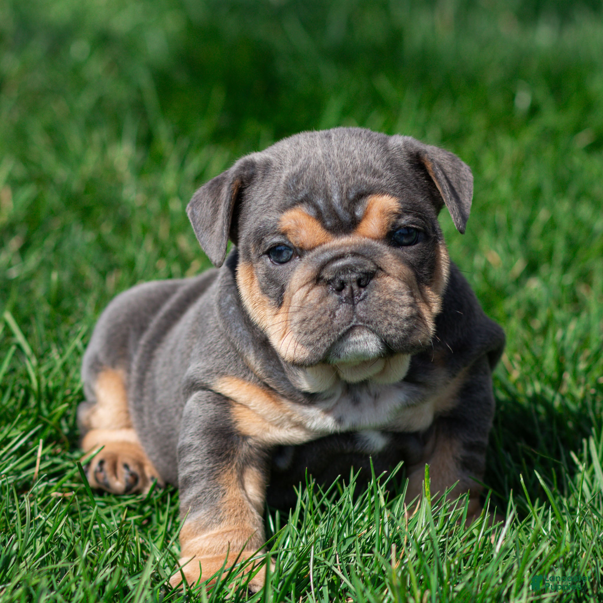 English Bulldog dogs Bently Blue English Bulldog Puppy  - Ad 2