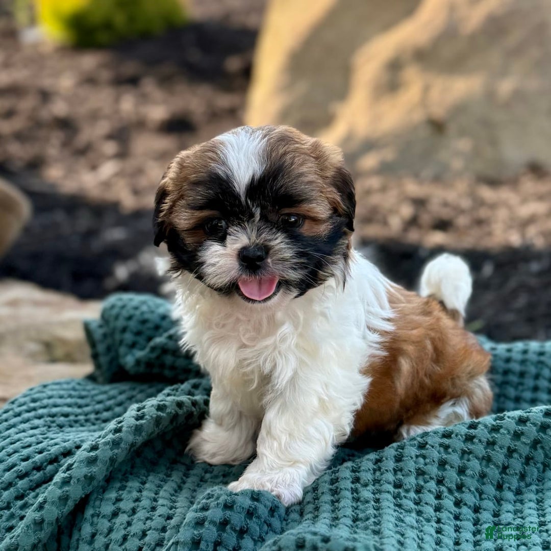 Gallery Image {{count}}