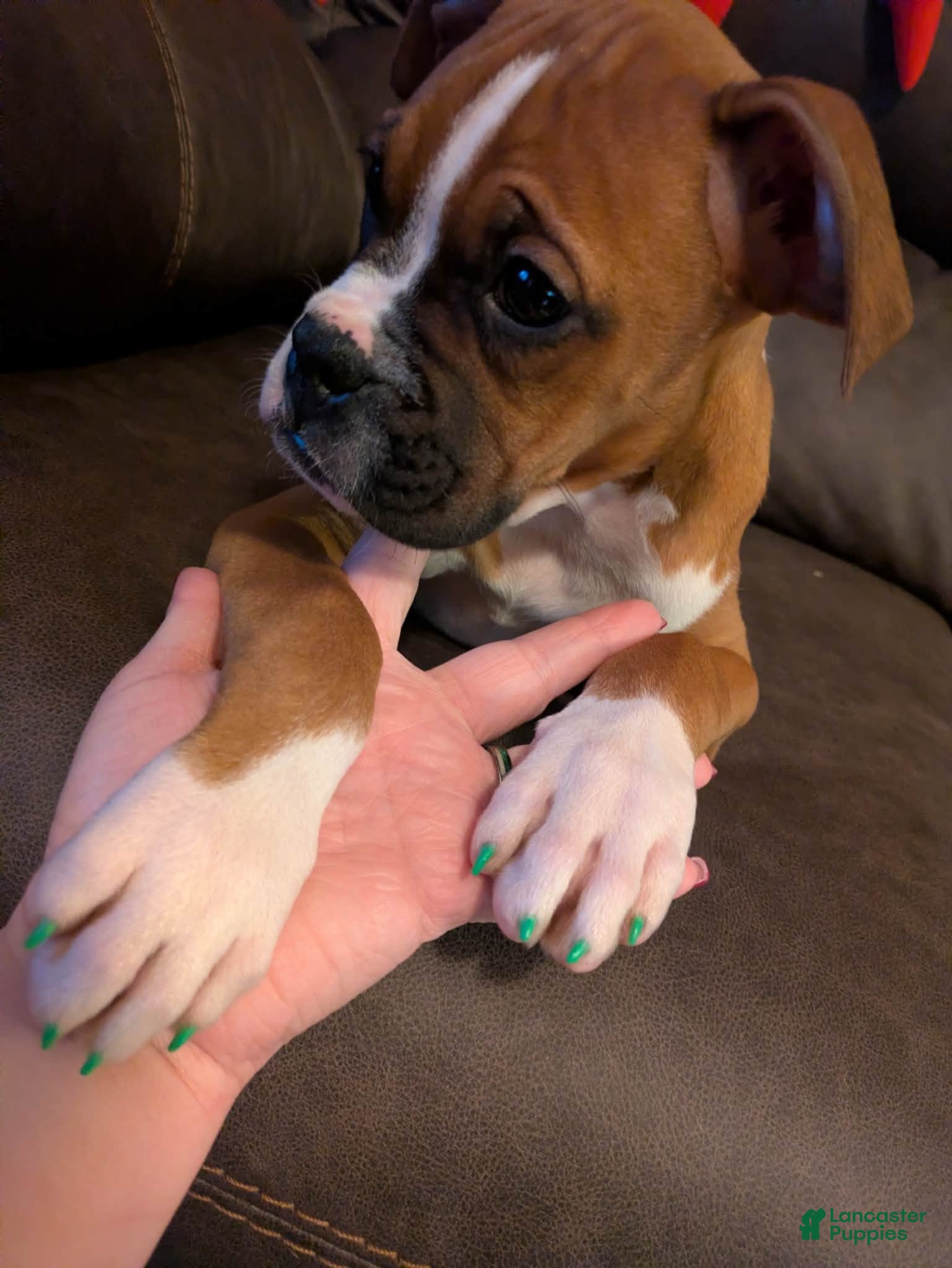 Boxer dogs Tae - Ad 1