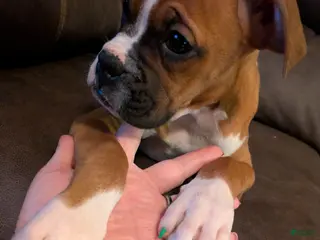 Boxer dogs Tae - Ad 1