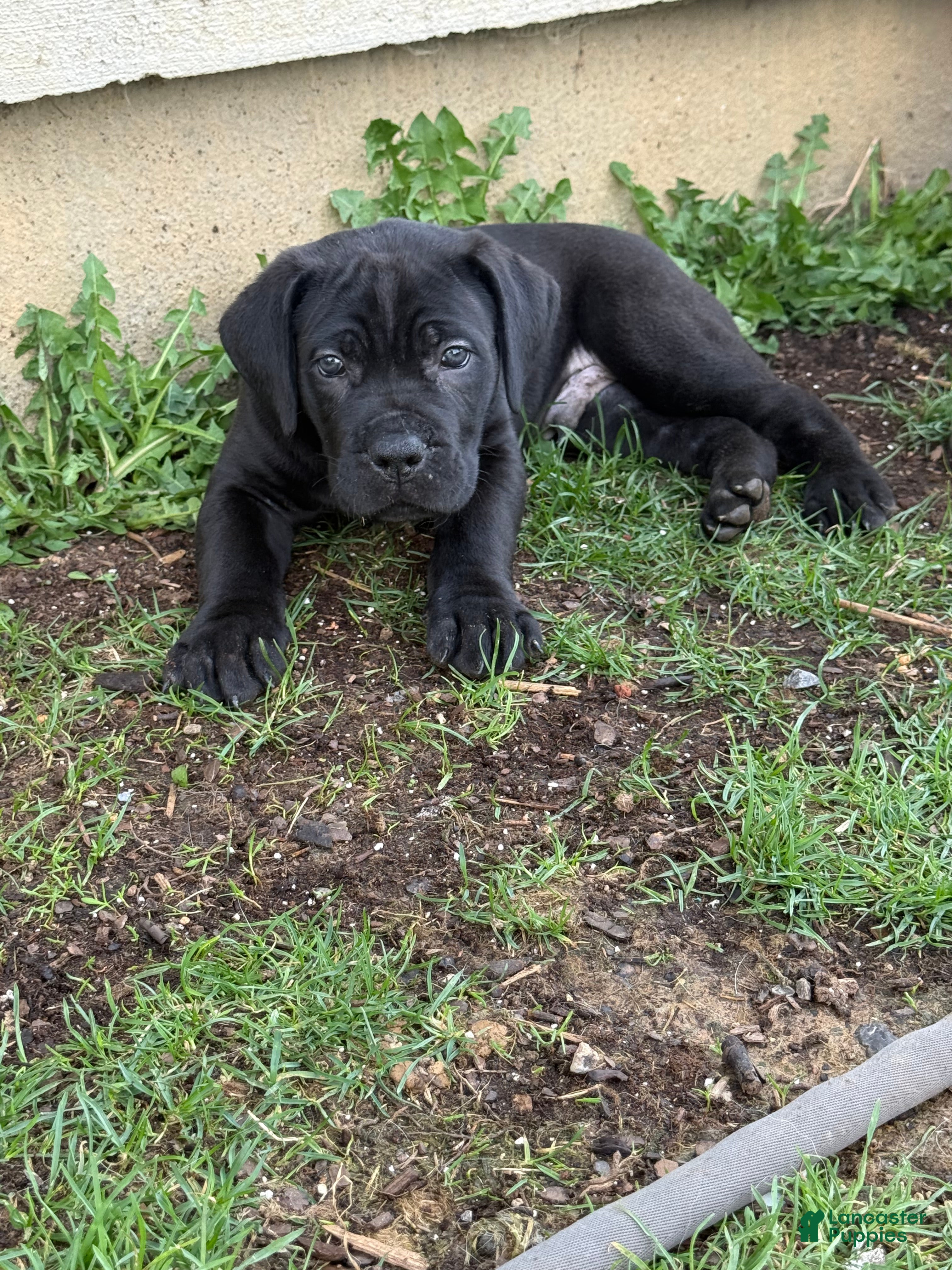 Cane Corso dogs Cane Corso Puppy 3 - Ad 1